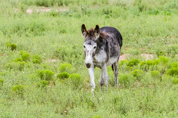 Donkey walking forward in grass