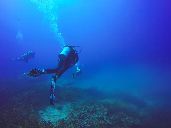 Scuba Divers swimming over the live coral reef full of fish and sea anemones.