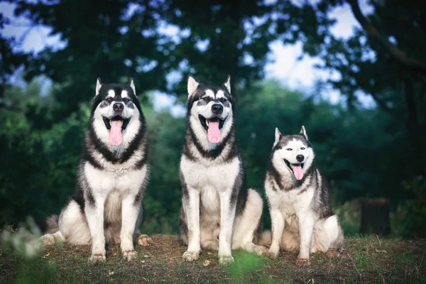 Three dog breeds Alaskan Malamute and Siberian husky.