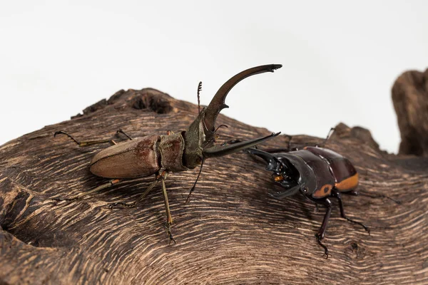 Fighting of Stag Beetle