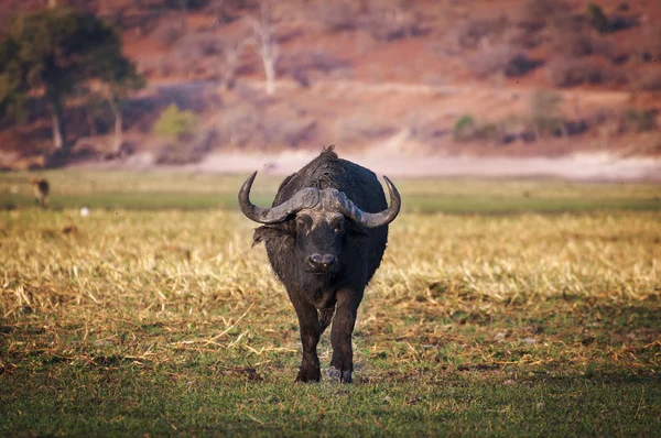 Buffalo in the Chobe National Park in Botswana, Africa
