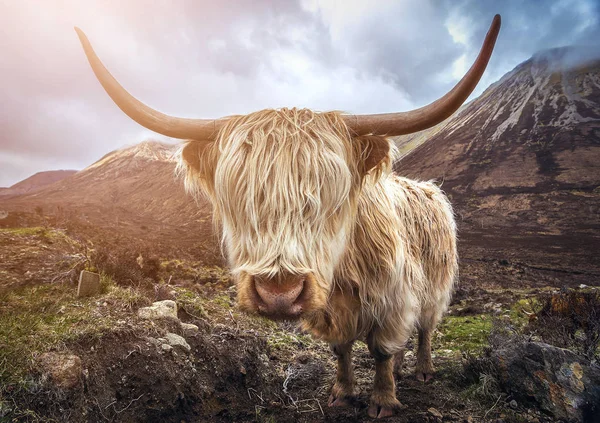 Scotland, UK - Portrait of a Highland Cattle at the Glamaig mountains on Isle of Skye