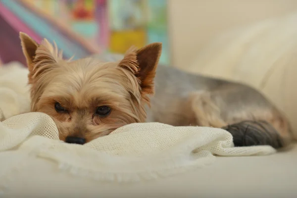 Dog York on the fabric.