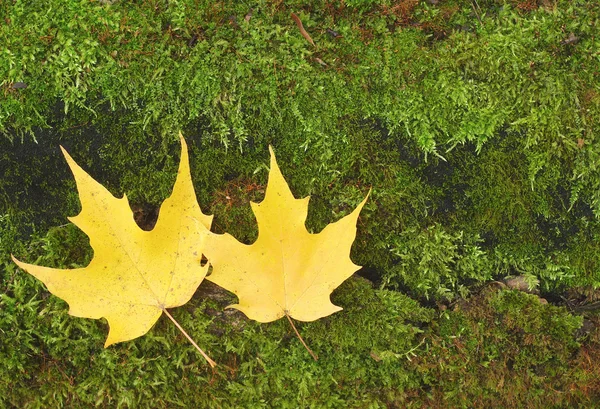 Yellow autumn maple leaves on green peat moss background