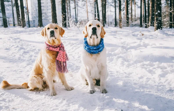 Portrait of a dog wearing  scarf outdoors in winter. two young golden retriever playing in the snow in the park.  Clothes