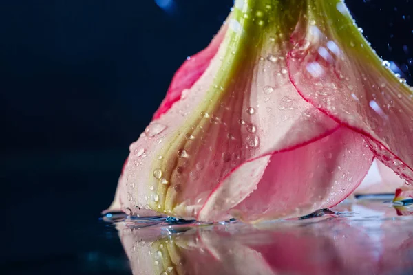 Pink flower with water drops over dark blue background.