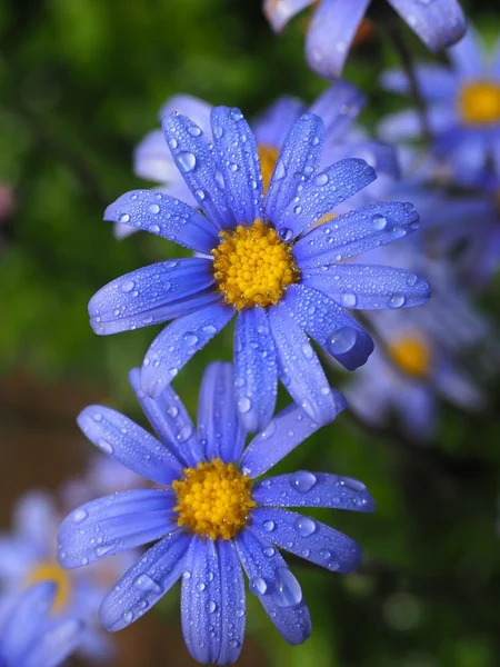 Flowers covered with water droplets