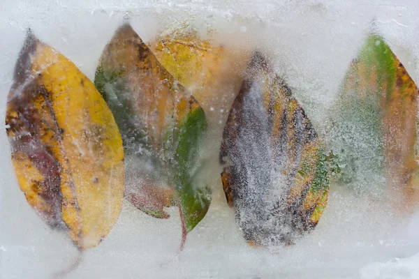 Background of autumn leaves under the ice