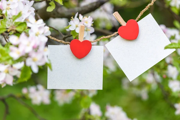 Blank card pinned on blossom apple tree.