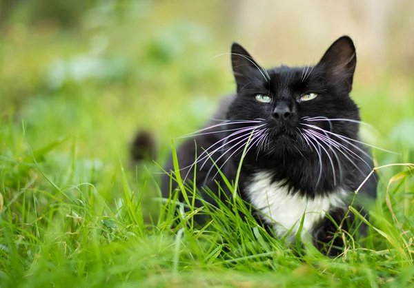 Adult black and white cat