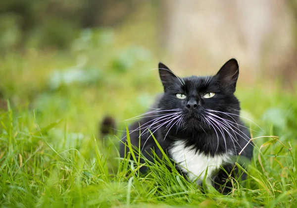 Adult black and white cat