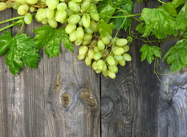 Green vine with a bunch of ripe white grapes