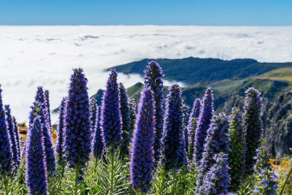 Pride of Madeira flowers