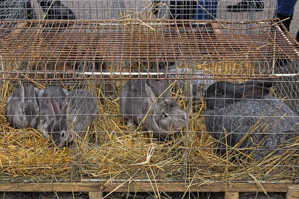 Some rabbits in cage