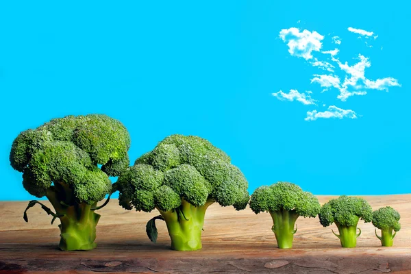 Broccolli trees food art.sky with clouds