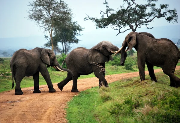 Three elephants play on the dirt track