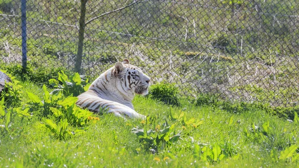 White Bengal Tiger in the beautiful West Midland Safari Park