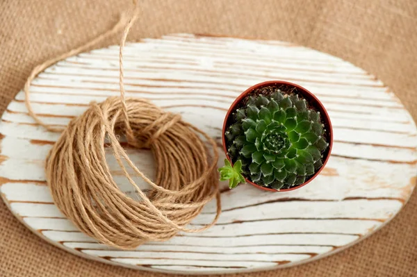 Succulent in a pot, on  background of burlap and distressed white-washed wood, next to  bunch  brown Kraft rope