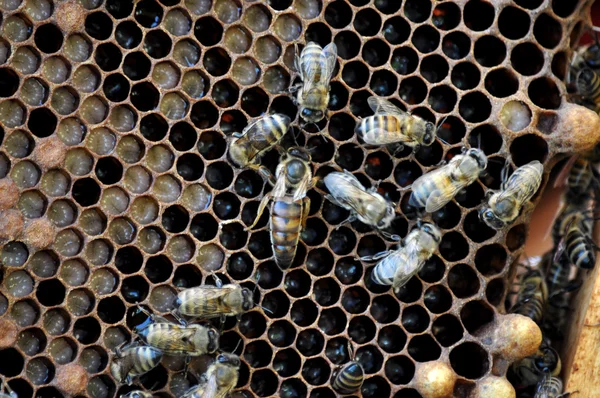Queen bee in a beehive frame