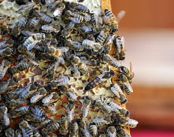 Queen bee in a beehive frame_3
