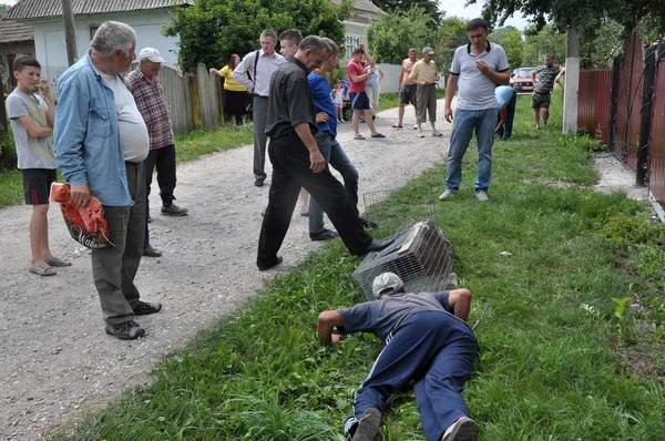 Villagers caught Shmankivchyky Chupacabra_7