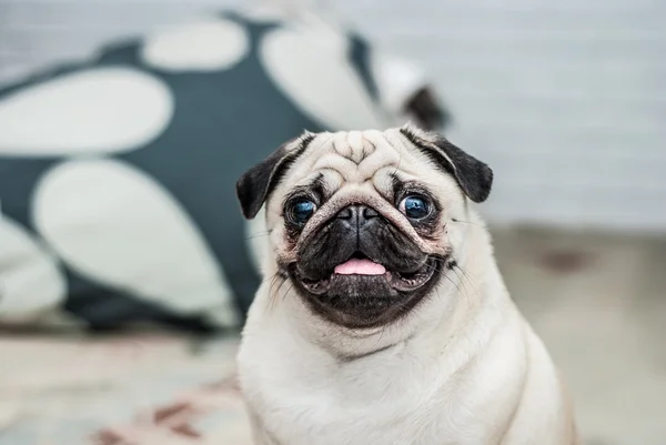 Happy dog. Portrait of a pug. Pleased muzzle. Happy pug. Dog smile. A dog with his tongue hanging out. A dog in the apartment.