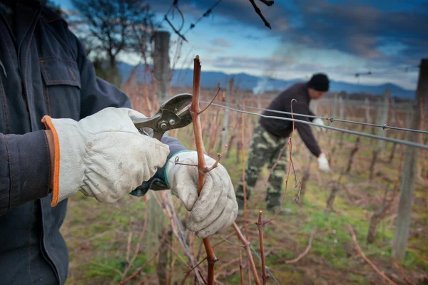 Processing and care of the vineyards