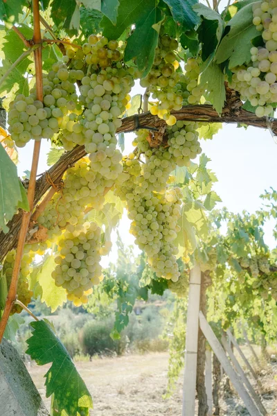 Bunches of white grapes