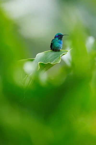 Wildlife scene with Hummingbird