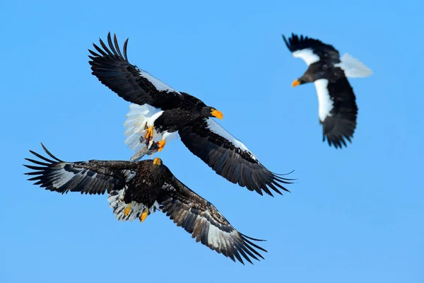Beautiful Eagle birds in fly
