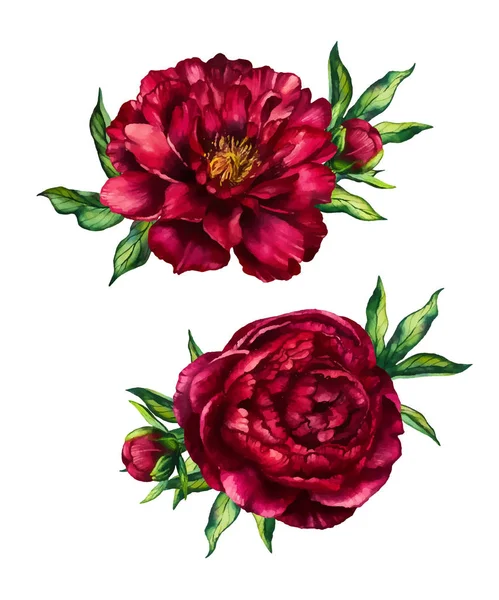 Пионы красные рисунки Пионы красные рисунки