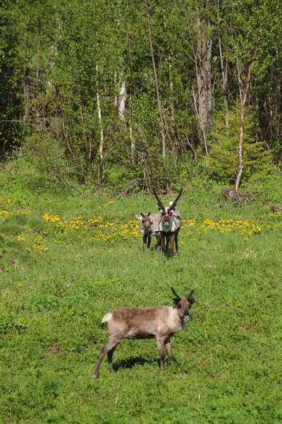 Herd of reindeers on a meadow in Sweden