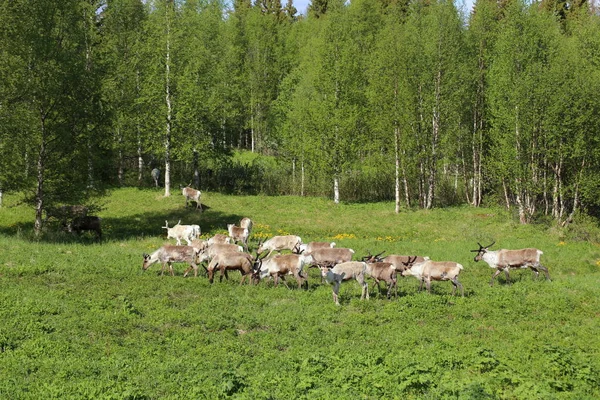 Herd of reindeers on a meadow in Sweden