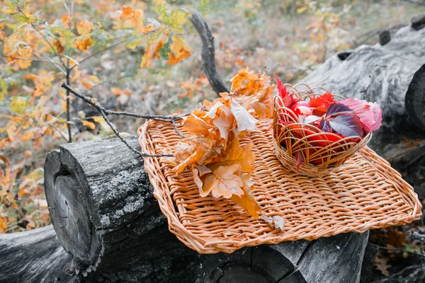 Juicy apples on a wicker tray, surrounded by fallen autumn leaves. Beautiful branch with dry lying around . Five .