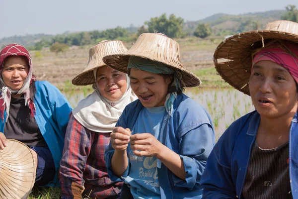 Burmese migrant women working in the rice field.