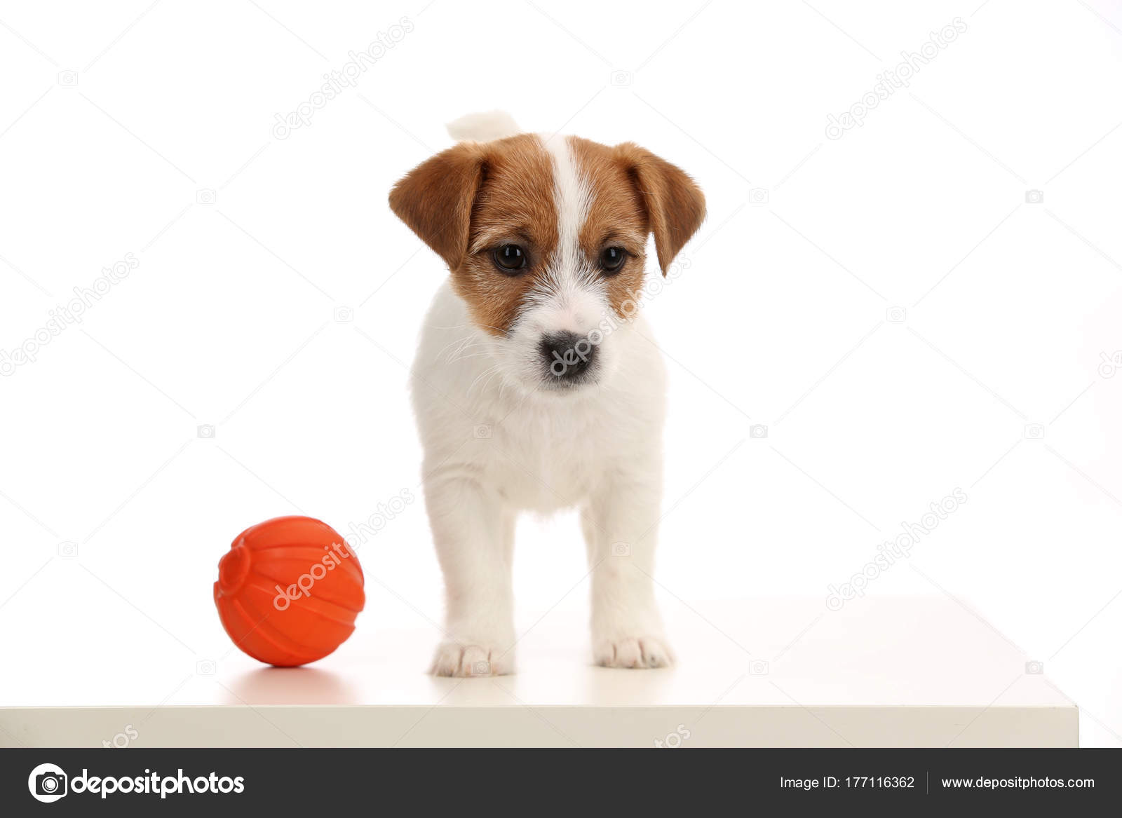 Foto Di Cani Jack Russel Taglia Piccola Ma Carattere Tosto Un