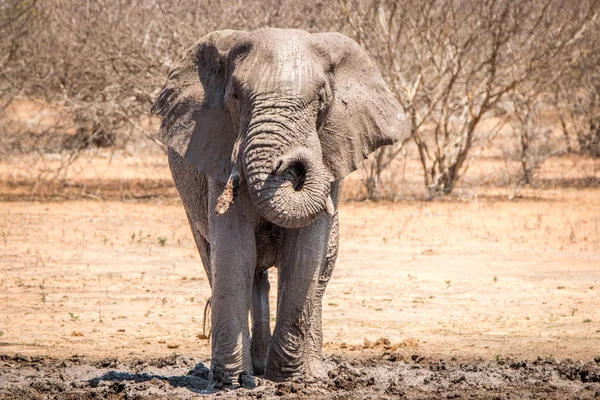 Elephant taking a mud bath.