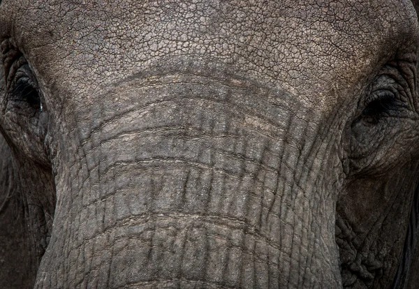A Close up of Elephant eyes.