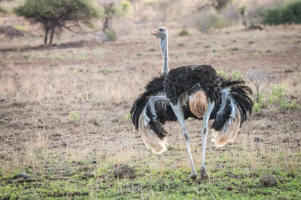 Ostrich walking in the bush