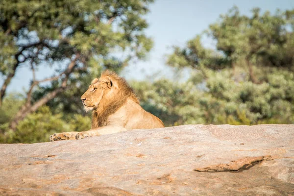 Male Lion laying on the rocks.