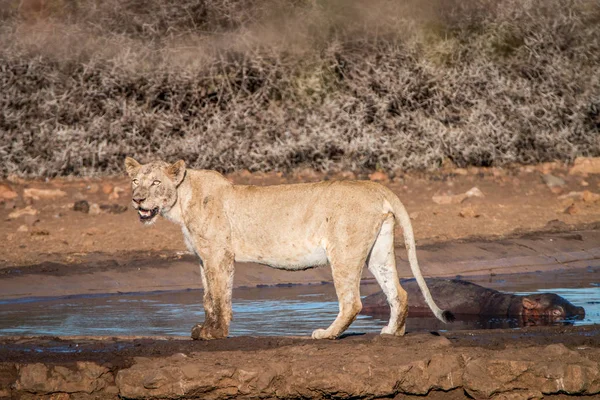 Lion standing next to a waterhole.