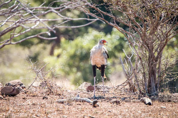 Secretary bird standing under a bush.