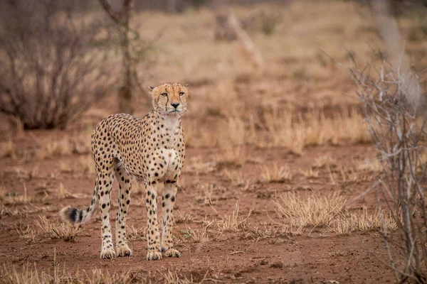 A Cheetah walking towards the camera.