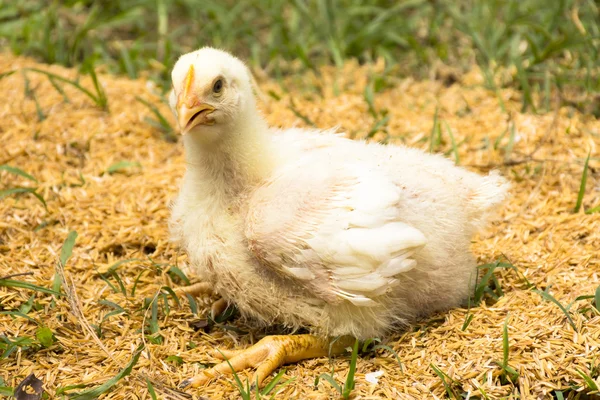 Young broiler chicken or Chicken in the animal welfare farm