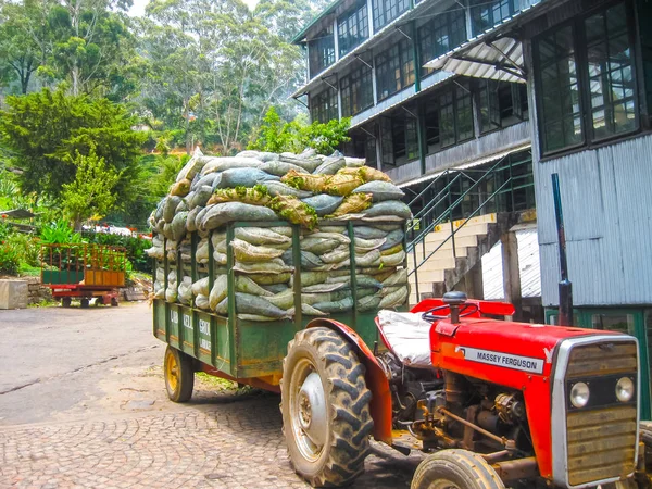 Nuvara Eliya, Sri Lanla - May 03, 2009: The bags with tea leaf crop on Mackwoods Limited PVT factory