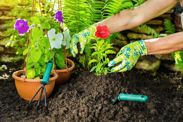 Gardening tools in the garden. Gardeners hand planting flowers.