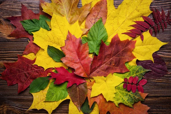 Autumn still life, fall leaves, gifts of autumn,  wooden background,  maple leaves - autumn composition from top. Colorful autumn leaves