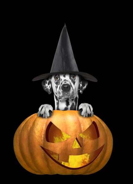 Dog in a costume with halloweens pumpkin