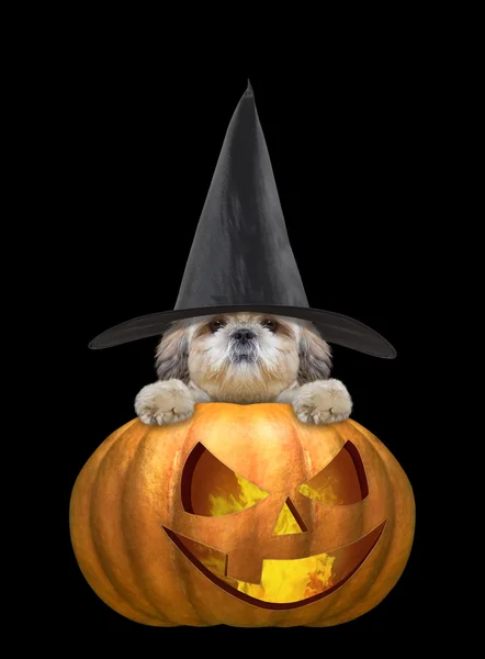 Cute dog in a costume with halloweens pumpkin