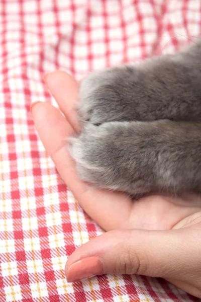 Fluffy gray kitten paws in the women\'s palm, hand